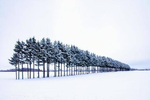 雪原と雪降りの並木 雪原と雪降りの並木の写真