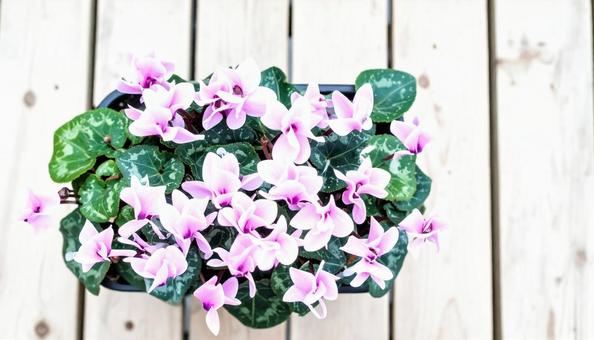 冬の花 シクラメン 冬の花 シクラメンの写真