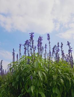 花の絨毯 花の絨毯の写真