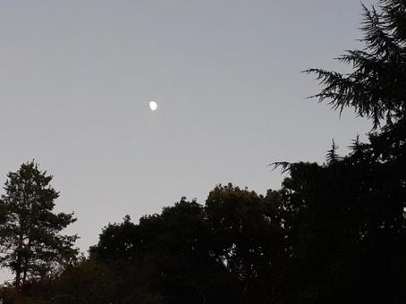 森の上の月　夕方 月,半月,夕方の写真素材