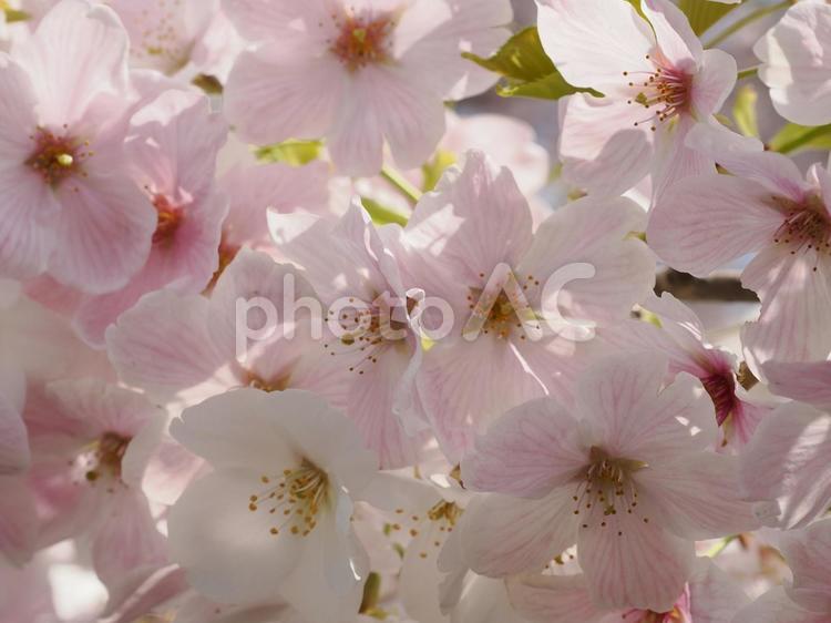 ソメイヨシノ（葉桜）のクローズアップ 桜,さくら,ソメイヨシノの写真素材