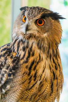 威厳ある眼差し、オレンジ色の瞳のミミズク 威厳ある眼差し、オレンジ色の瞳のミミズク ミミズク,フクロウ,猛禽類の写真素材