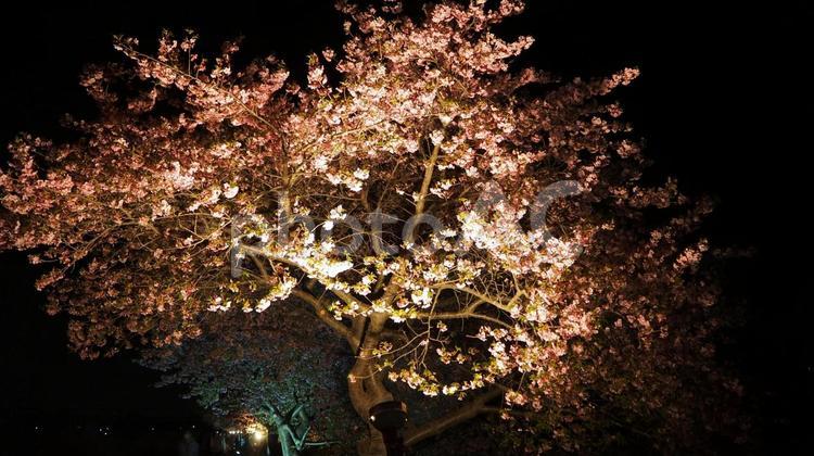 夜空＆幻想的な夜桜・新川沿い（八千代市） 春,夜空,夜桜の写真素材
