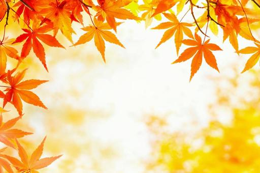 秋背景素材(紅葉・もみじ) 秋背景素材(紅葉・もみじ)の写真