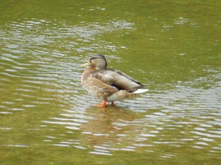 【鳥の写真】マガモ(真鴨) 【鳥の写真】マガモ(真鴨) マガモ,真鴨,生き物の写真素材