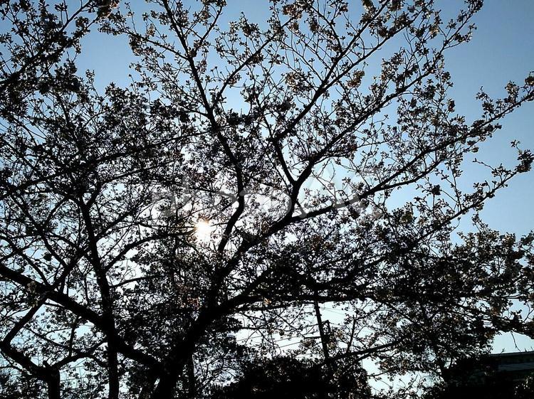 桜からの木漏れ日 さくら,サクラ,ピンクの写真素材