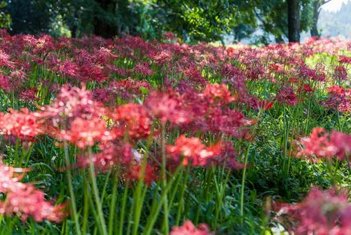 大分県　七ツ森古墳群の彼岸花 ヒガンバナ,ひがんばな,自然の写真素材