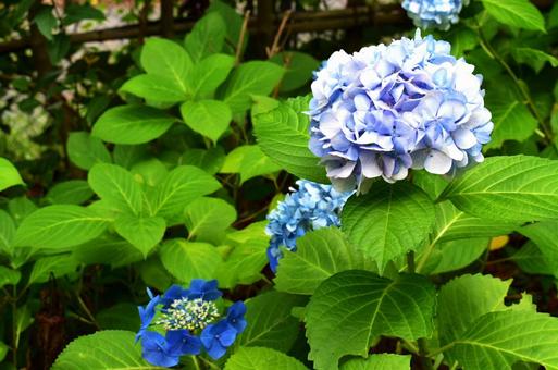 庭に咲く紫陽花 庭に咲く紫陽花の写真