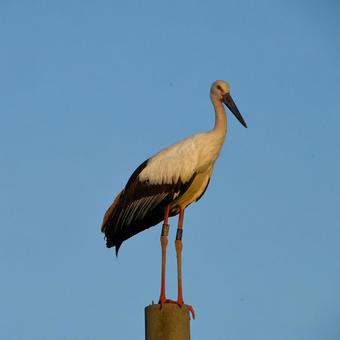 コウノトリ13 コウノトリ13の写真