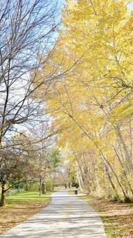 穏やかなに秋の散歩 穏やかなに秋の散歩 紅葉,秋,木の写真素材