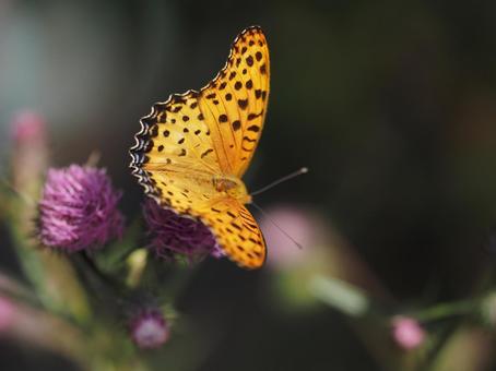花にとまる蝶 花にとまる蝶の写真