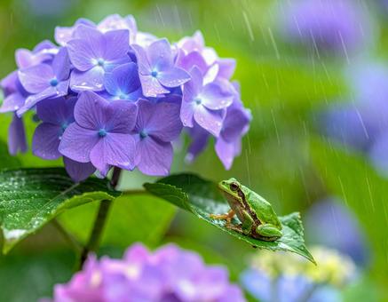 梅雨の彩り 梅雨の彩りの写真