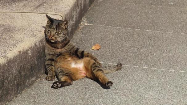 大胆なポーズで日向ぼっこ中のもふもふな猫 猫,キジトラ,日向ぼっこの写真素材