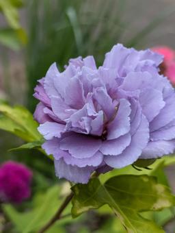 Photo, muggets, flower, gardening, 