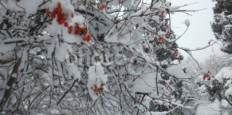豪雪　白銀の山中の赤い実 冬,登山,冬山の写真素材