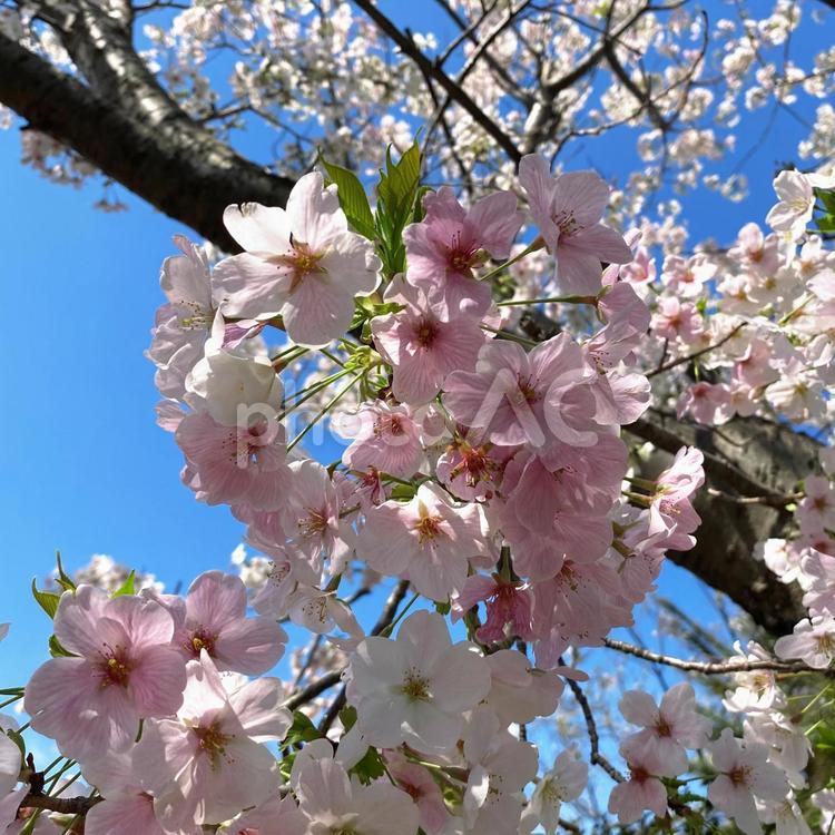 伊豆の離島、初島の桜 初島,桜,青空の写真素材