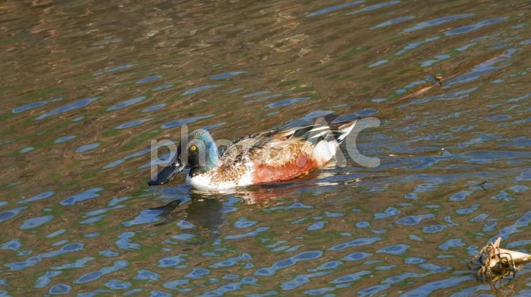 小川を早いキックで泳ぐ虹色のハシビロガモ ハシビロガモ,鴨,渡り鳥の写真素材