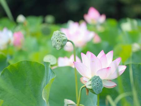 蓮(ハス) 蓮(ハス) 蓮,ハス,大輪の写真素材