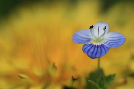 花 花の写真