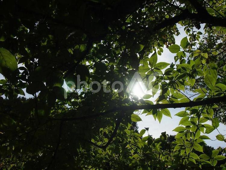 木漏れ日 空,自然,風景の写真素材