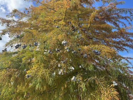 ラクウショウ ラクウショウ,落羽松,秋の写真素材