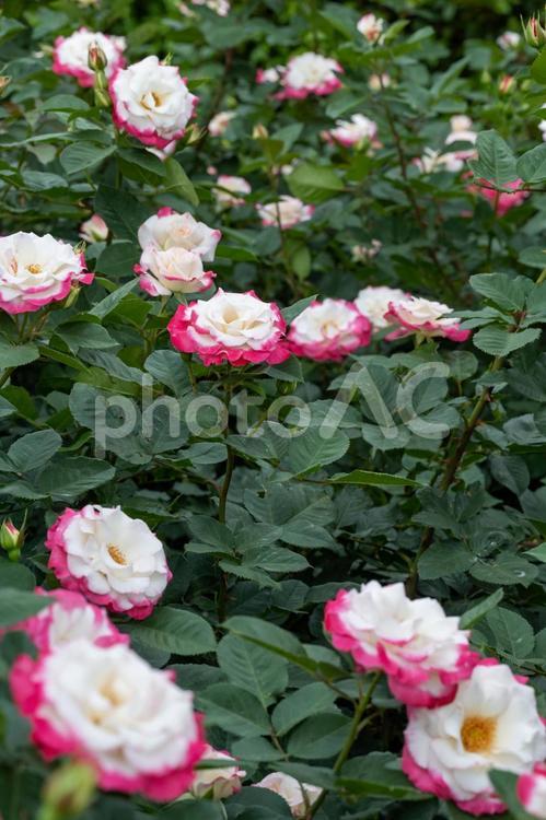 バラ バラ,薔薇,町制施行記念公園の写真素材