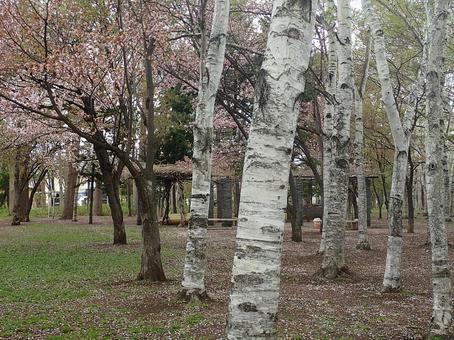 桜と白樺の公園 桜と白樺の公園の写真