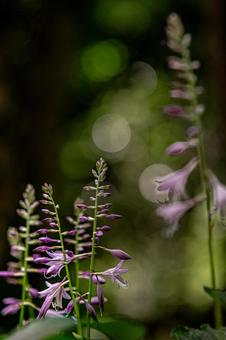 Photo, giboshi, hosta, to be pearl, 