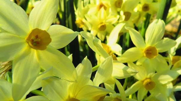 ２月のスイセンの花 背景,スイセン,花の写真素材