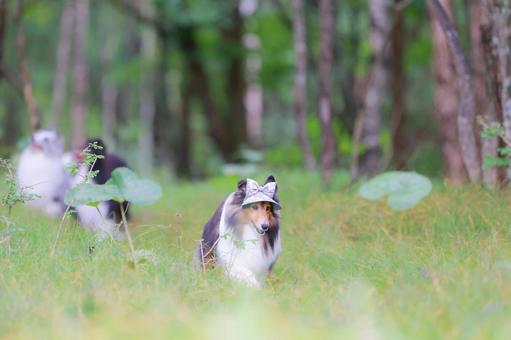 シェルティ シェルティの写真
