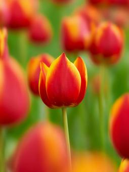 恋茜赤色のチューリップの花 恋茜赤色のチューリップの花 チューリップ,花,赤色の写真素材