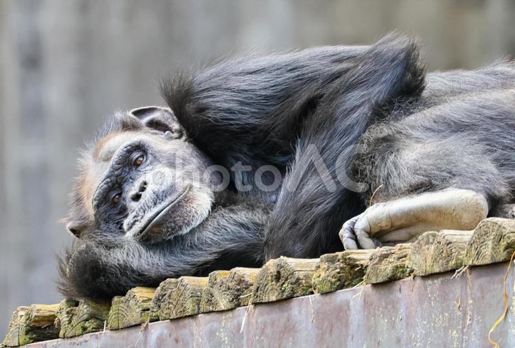 チンパンジー 動物,animal,横になるの写真素材