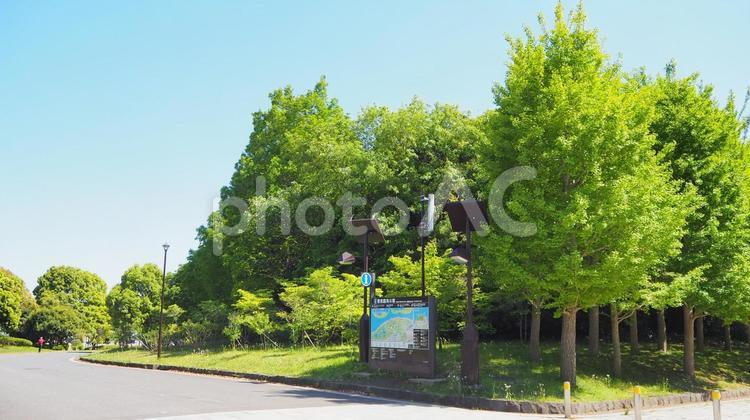 初夏の葛西臨海公園・新緑の散歩道・東京都 初夏,葛西臨海公園,新緑の写真素材