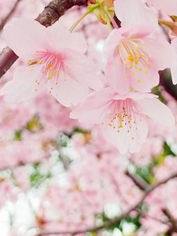 河津桜 河津桜の写真