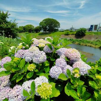 川沿いに咲く紫陽花② 紫陽花,梅雨,梅雨時の写真素材