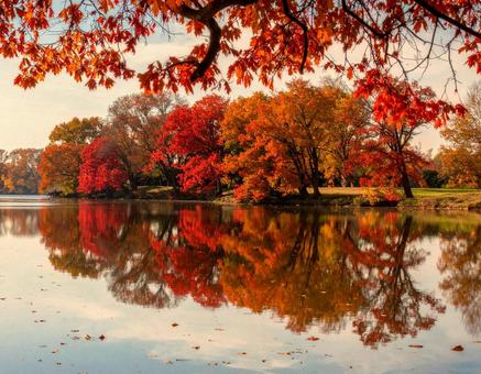 紅葉 紅葉の写真