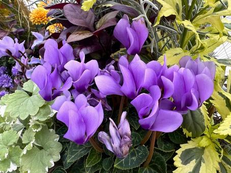 むらさき色のシクラメン むらさき色のシクラメン むらさき,花,シクラメンの写真素材