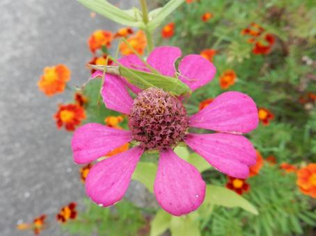 【花の写真】 ヒャクニチソウ（百日草）の写真