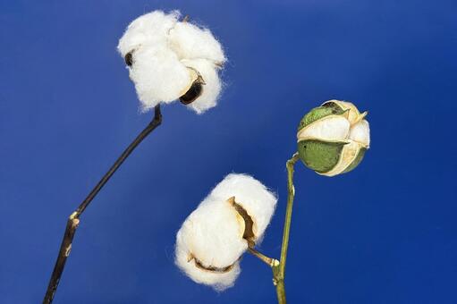 綿花 綿木,野外,自然の写真素材