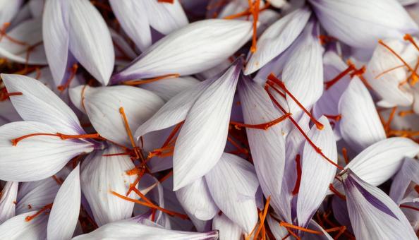 秋の花　サフラン　10月　11月 の写真