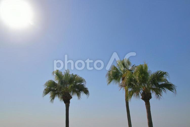 ヤシの木 ヤシの木,パームツリー,空の写真素材