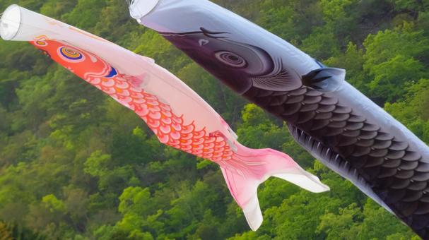 並ぶ鯉のぼり	 デコレーション,ロープ,カラフルの写真素材