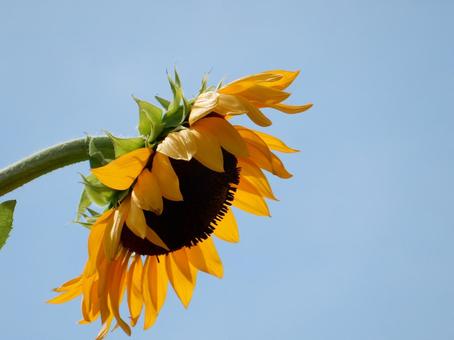 【花の写真】ヒマワリ(向日葵) 【花の写真】ヒマワリ(向日葵)の写真
