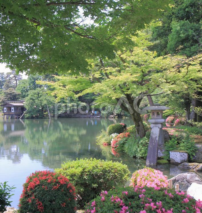 金沢市　日本三名園　兼六園　 兼六園,日本三名園,日本庭園の写真素材