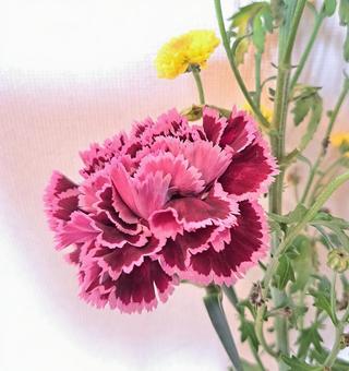 カーネーション カーネーション,花,赤紫の写真素材