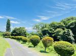 青空と新緑の並木道 青空,新緑,並木道の写真素材