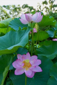 町田薬師池公園の大賀ハス 町田薬師池公園の大賀ハスの写真