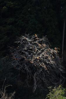 山影の柿木 山影の柿木の写真