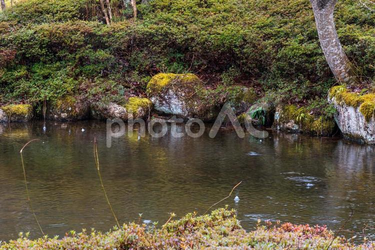 雨の日の池⑵ 池,雨,雫の写真素材
