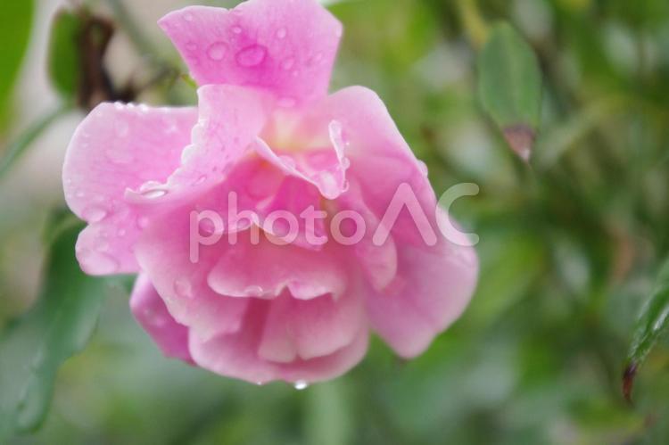 雨に濡れたピンクのバラ_3 バラ,薔薇,ピンクの写真素材